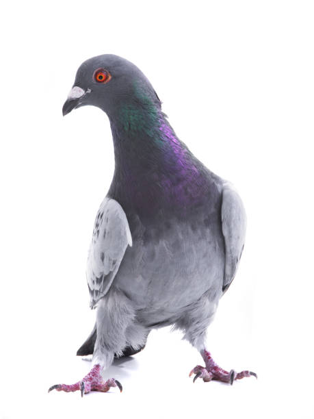 istock gray dove isolated on white 1047749956