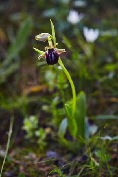 istock Wild rare bee orchid blooming in mediterranean area at spring 1047750124