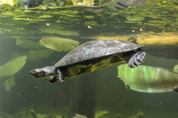 istock A small turtle swims in an aquarium. 1047750198