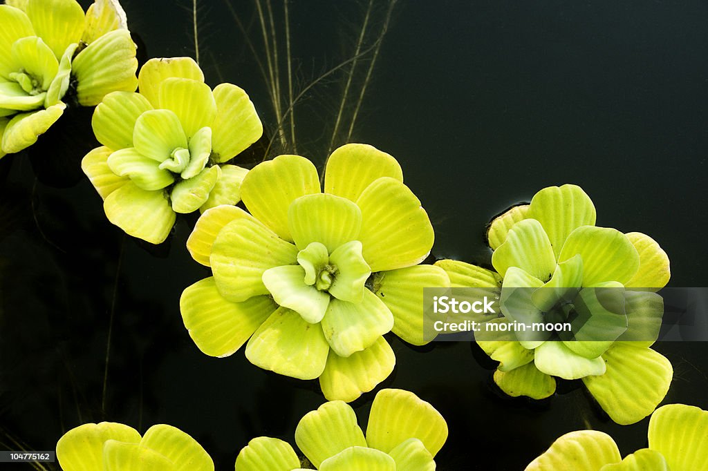 Strahlend grüne Seerosen im Teich - Lizenzfrei Abstrakt Stock-Foto