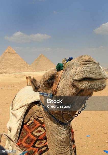 Wielbłąd Przed Piramidy - zdjęcia stockowe i więcej obrazów Afryka - Afryka, Azja Zachodnia, Badanie