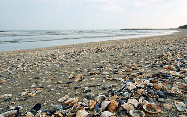 istock Morning on the beach 104775386