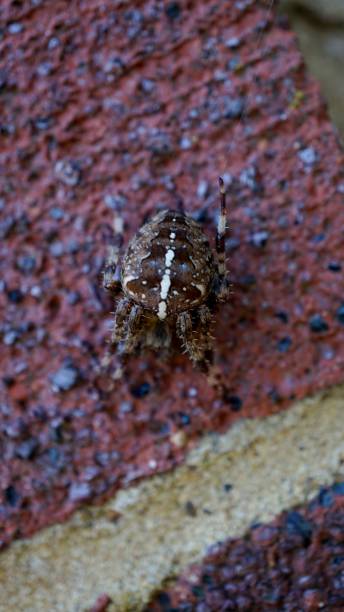 istock Closeup of Spider on a wall. 1047757486