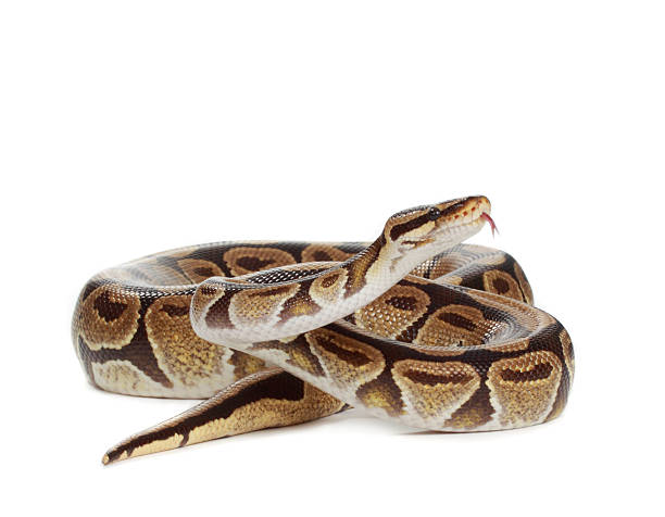 Koningpython 2.200+ Fotos, Bilder und lizenzfreie Bilder zu Königspython - iStock