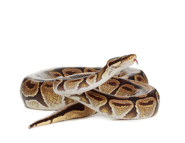 ロイヤルパイソン - royal python ストックフォトと画像