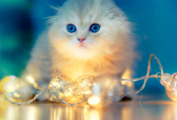 istock Little Cat and Christmas Lights 1047762612