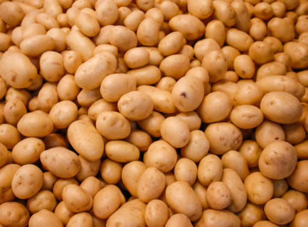 istock Texture and background of potato. 1047764976