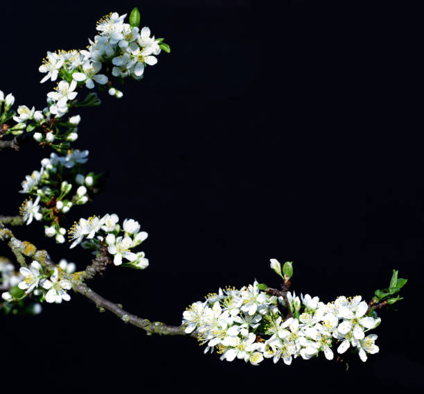Flowering plum black background nature theme