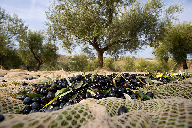 raccolta delle olive - olive olive tree italy italian culture foto e immagini stock