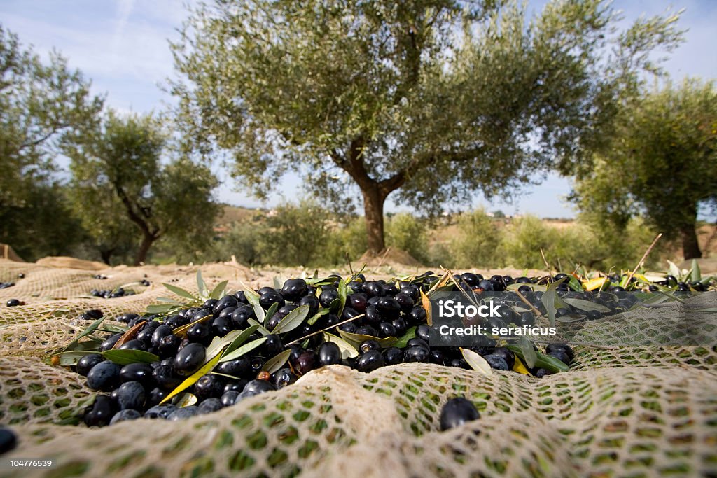 Olive harvesting  Olive - Fruit Stock Photo
