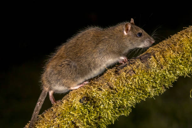 istock Wild Brown rat at night 1047765836