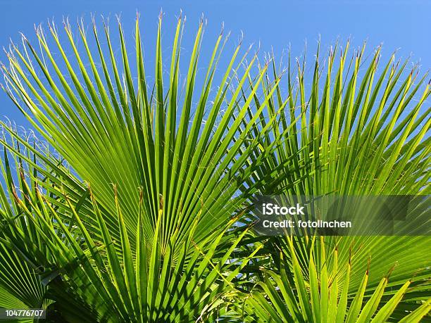Palm Off Stockfoto und mehr Bilder von Blatt - Pflanzenbestandteile - Blatt - Pflanzenbestandteile, Palme, Fächerpalme