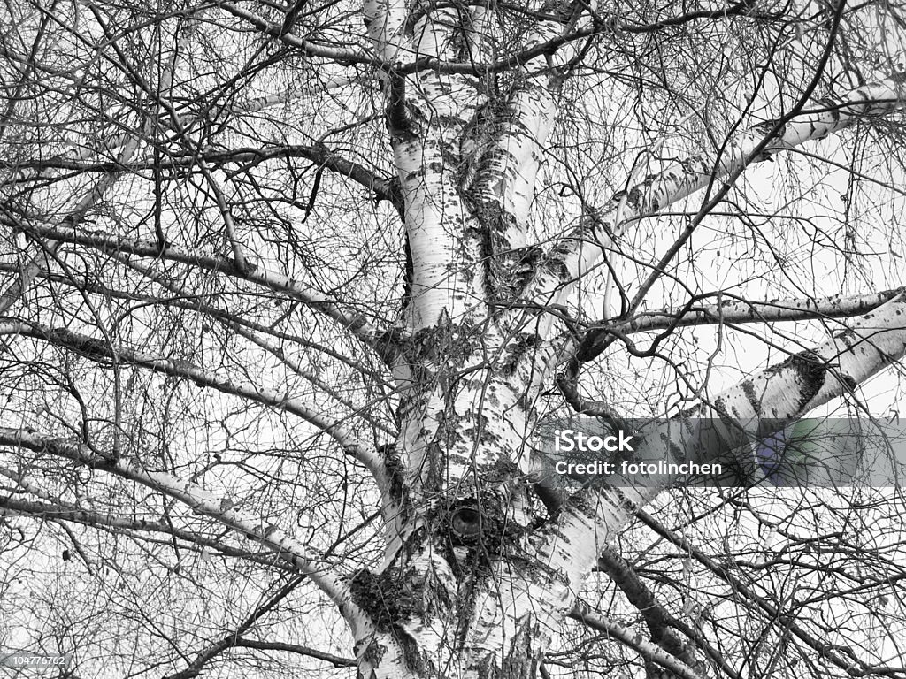 Birch im winter - Lizenzfrei Ast - Pflanzenbestandteil Stock-Foto