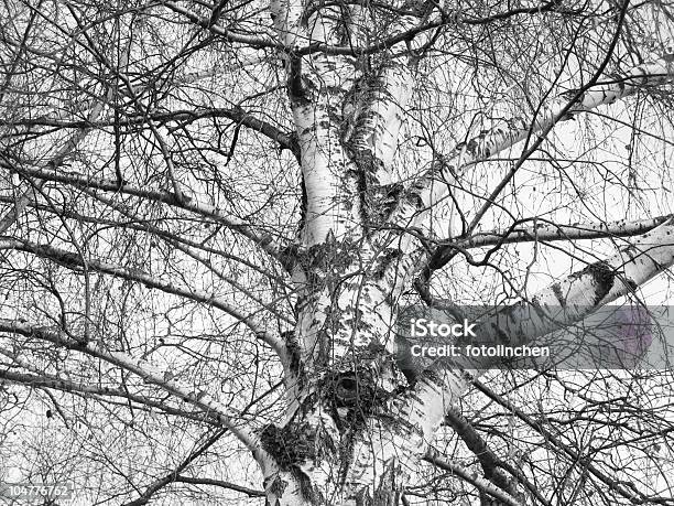 Birch Im Winter Stockfoto und mehr Bilder von Ast - Pflanzenbestandteil - Ast - Pflanzenbestandteil, Baum, Birke