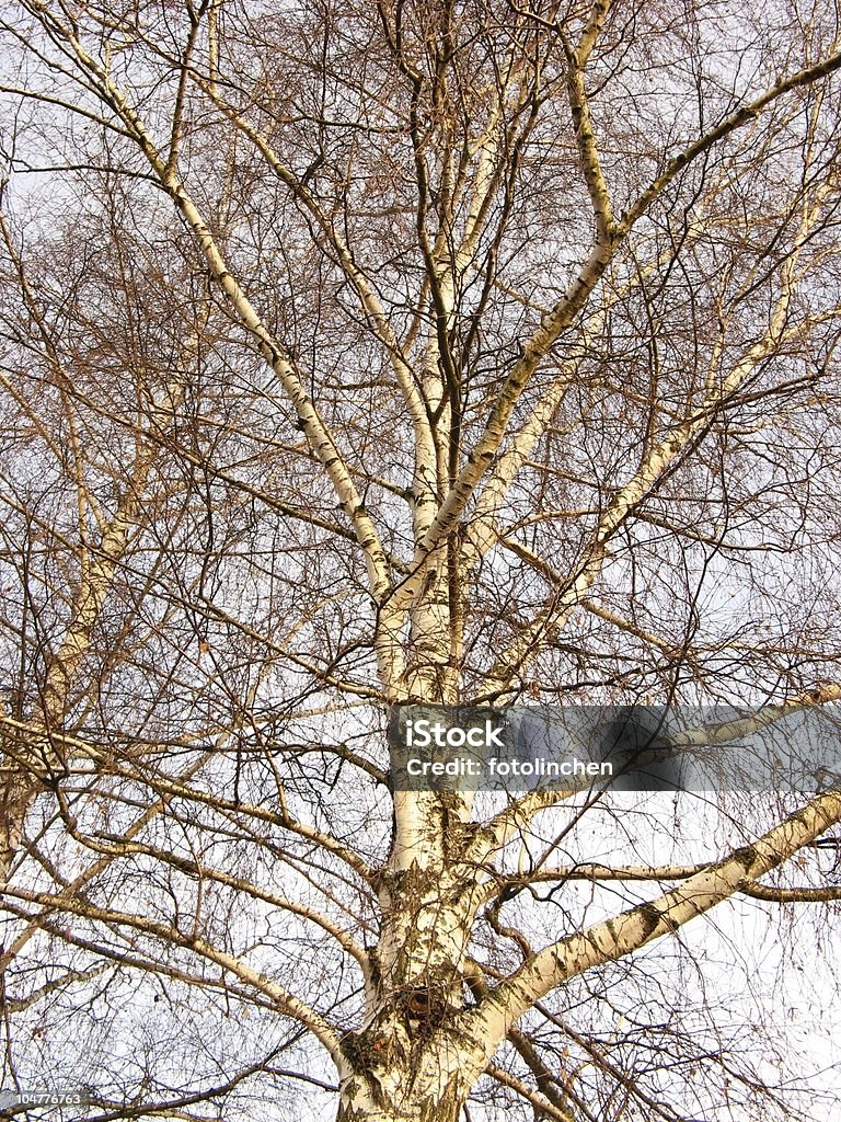 Birch im winter - Lizenzfrei Ast - Pflanzenbestandteil Stock-Foto