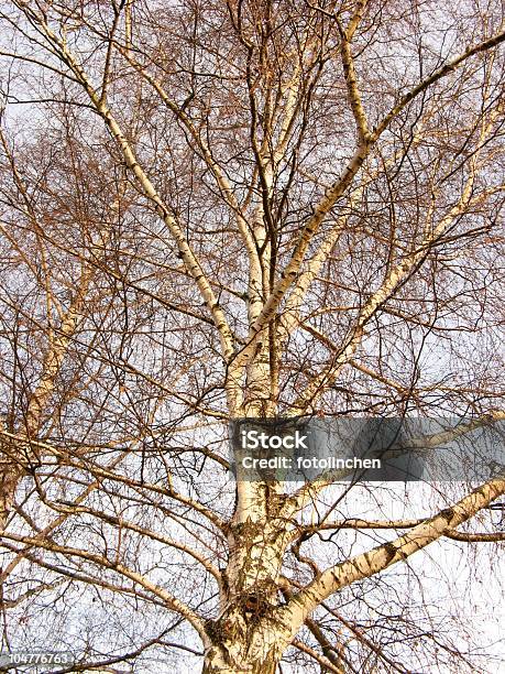 Birch Im Winter Stockfoto und mehr Bilder von Ast - Pflanzenbestandteil - Ast - Pflanzenbestandteil, Baum, Birke