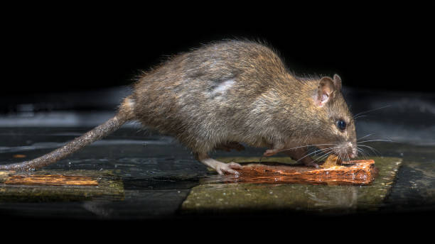 istock Wild brown rat in water 1047768818