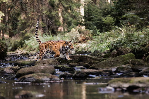 Tigre en el arroyo. Tigre corre detrás de la presa. Caza la presa en tajga en tiempo de verano. Tigre en la naturaleza salvaje de verano. Escena de acción fauna, animales peligro. photo