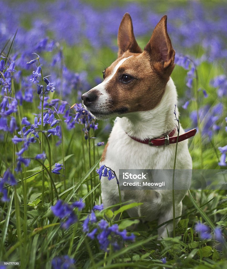 Jack Russell terrier among bluebells A cute Jack Russell terrier with pointed ears sitting among bluebells in English woodland in spring. Animal Stock Photo