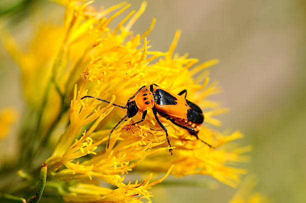 Brown bug working on goldenrod A black-speckled brown bug (soldier beetle)(cantharidae or leatherwing) working hard on a bunch of yellow flowers (Rabbitbrush) (Asteraceae (Sunflower Family))(Chrysothamnus nauseosus).  rabbit brush stock pictures, royalty-free photos & images