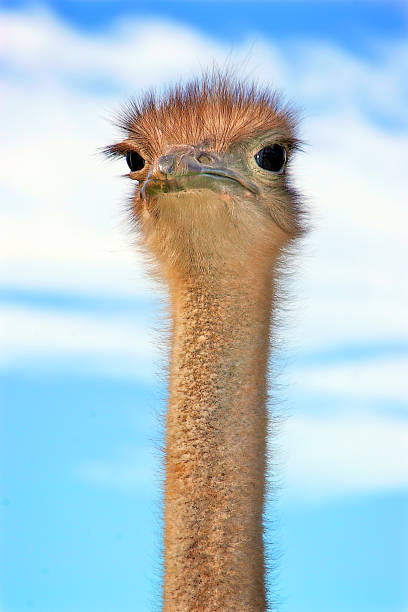 istock Close-Up of Ostrich Head and Neck 1047772790