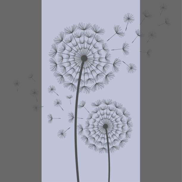 zwei löwenzahn weht auf blauen, grauen hintergrund - dandelion freedom silhouette wind stock-grafiken, -clipart, -cartoons und -symbole