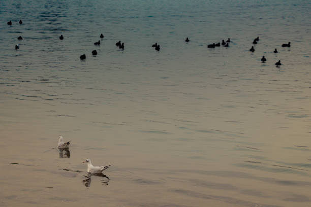 Gruop of birds swim calmly on the sea surface