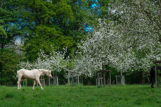 istock white horse in white flowering orchard 1047775560