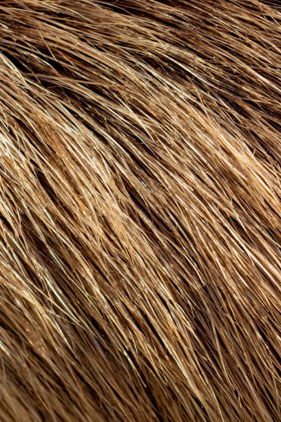 istock Decorative animal  fur as a background 1047775638