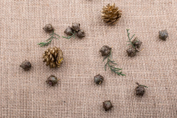 istock Plant pods, capsules and pine cones on canvas 1047775692