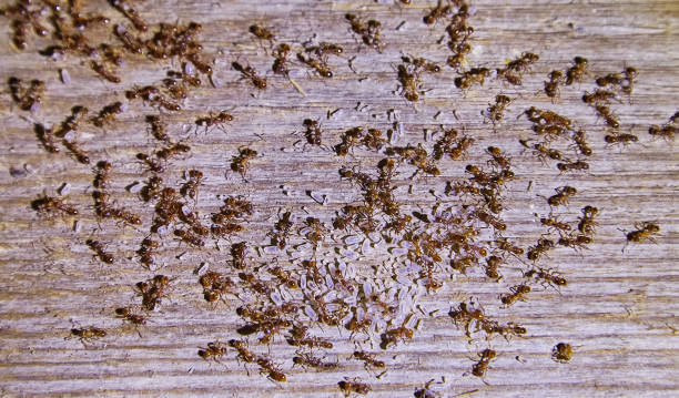 istock Ants inside woods of house 1047778384