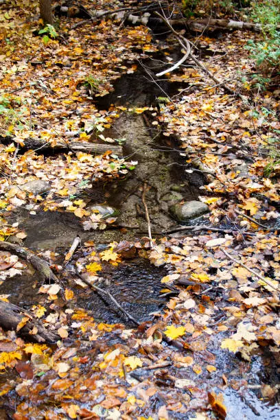 Dry autumn leaves swimming on a stream in Ontario