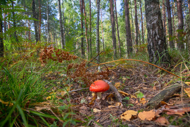 istock Beautiful red mushroom in the autumn forest. Nature 1047779032
