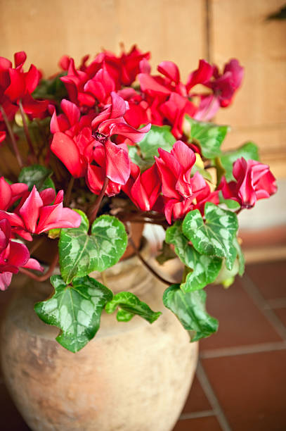 istock Cyclamen at terracotta flower pot 104778094