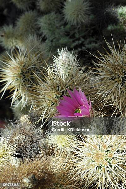 Foto de Florescendo Cacto Hedgehog e mais fotos de stock de Cabeça da flor - Cabeça da flor, Cacto, Cacto Hedgehog