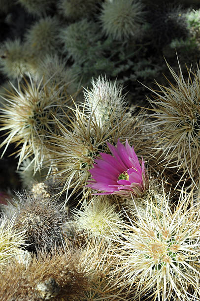 блюминг ежик кактус - single flower flower cactus hedgehog cactus стоковые фото и изображения