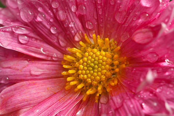 istock Dahlia flower close up with water droplets 104778297