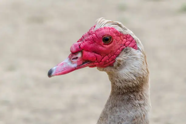 Photo of Red Faced Muscovy