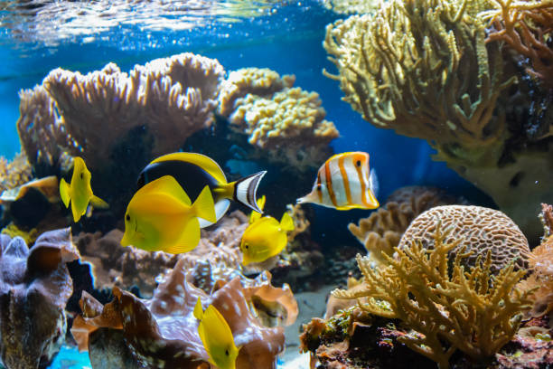małe ryby pływające w akwarium na niebieskim tle z algami w tle. - saltwater fish zdjęcia i obrazy z banku zdjęć