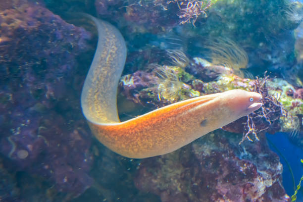 Moray (Murena) swims in an aquarium on a blue background with algae in the background. London.
