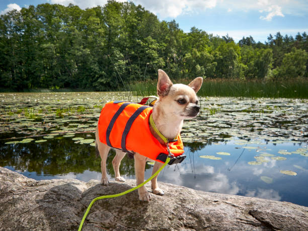 istock chihuahua outdoors by the lake 1047788228