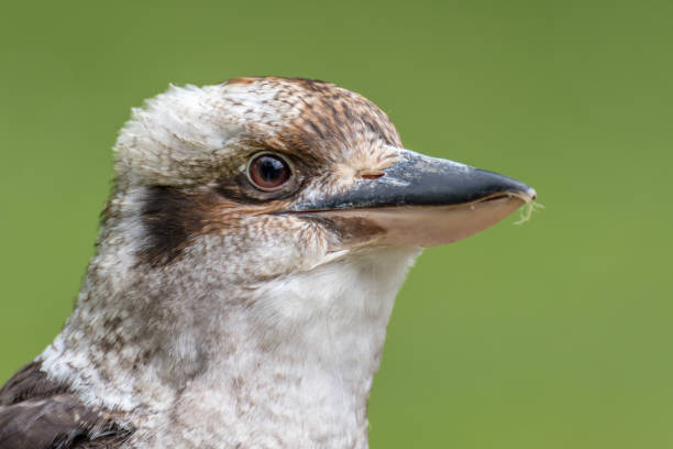 istock Laughing Kookaburra Close up 1047788546