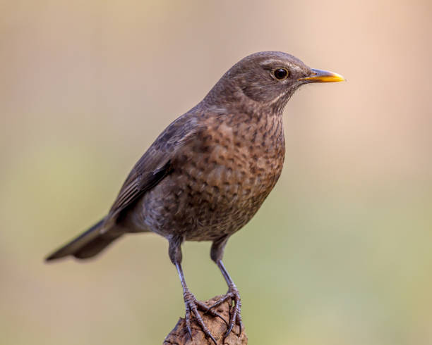 istock Female blackbird autumnal backgound 1047791314