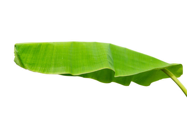istock banana leaf isolated on white background, File contains a clipping path. 1047791416