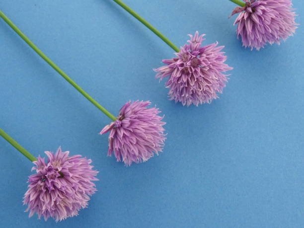 istock Isolated group of chives on a blue background 1047791638