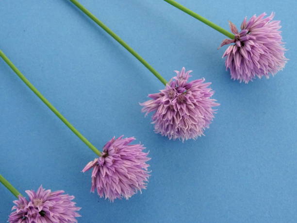 istock Isolated group of chives on a blue background 1047791652