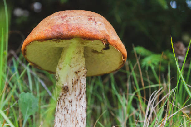 istock Noble red mushroom grows under the tree in the forest in early autumn 1047792476