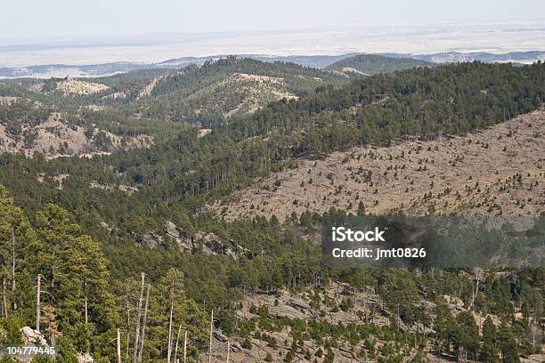 Incêndio Florestal Danos No Black Hills - Fotografias de stock e mais imagens de Deitado abaixo - Deitado abaixo, Floresta, Ao Ar Livre