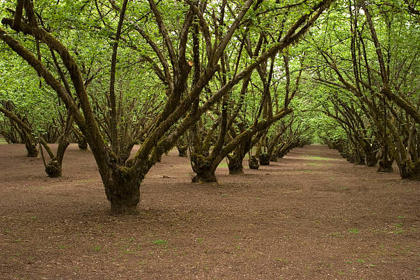 Orchard - foto de stock