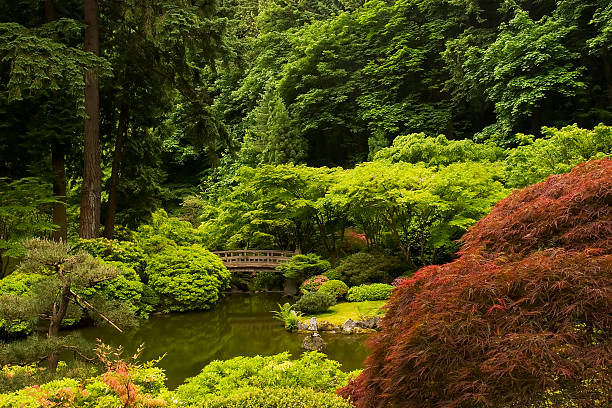 Japanischer Garten – Foto